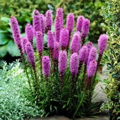 Лиатрис РОЗЕА колосковая в Светлогорске