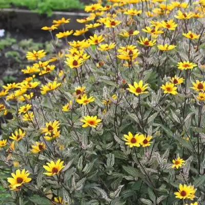 Гелиопсис САММЕР ПИНК в Светлогорске