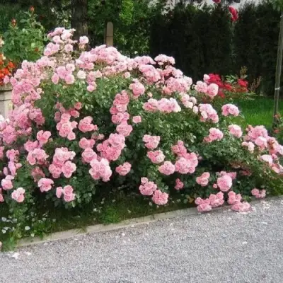 Роза БОНИКА флорибунда в Светлогорске