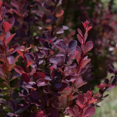 Барбарис ХЕЛМОНД ПИЛЛАР тунберга в Светлогорске