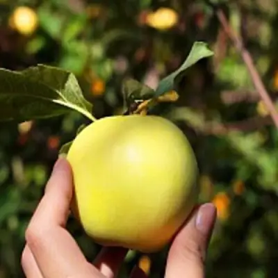 Яблоня РОССИЯНКА в Светлогорске