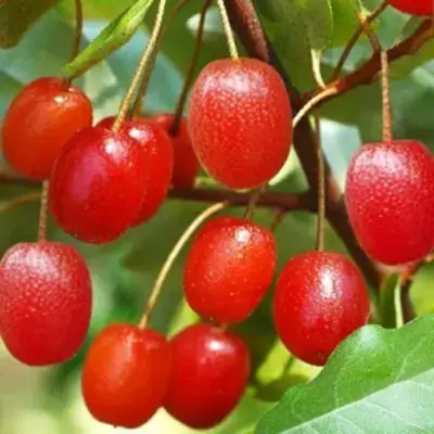 Гуми ТАИСА (ЛОХ МНОГОЦВЕТКОВЫЙ) в Светлогорске