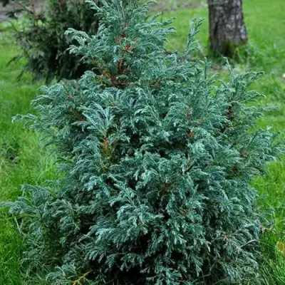 Кипарисовик БЕБИ БЛЮ горохоплодный в Светлогорске