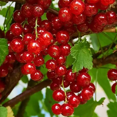 Смородина красная НАТАЛИ в Светлогорске