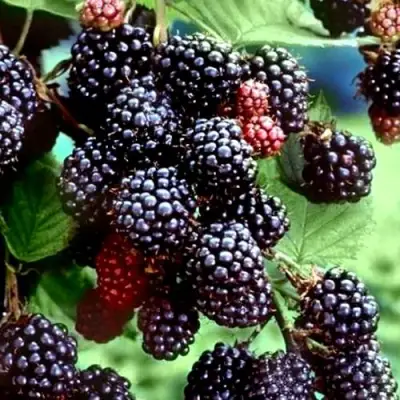 Ежевика ЭВЕРГРИН бесшипная  в Светлогорске