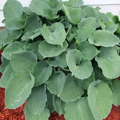 Хоста МУНЛАЙТ СОНАТА гибридная в Светлогорске