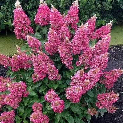 Гортензия МЕГА МИНДИ метельчатая в Светлогорске