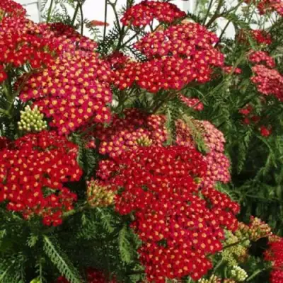 Тысячелистник ПАПРИКА обыкновенный в Светлогорске