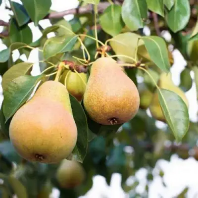 Груша ВЫСТАВОЧНАЯ в Светлогорске