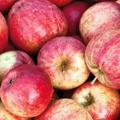 Яблоня ШТРИФЕЛЬ в Светлогорске