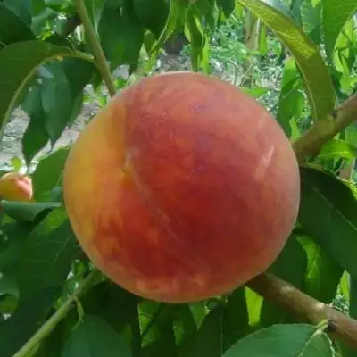 Персик ВАЙН ГОЛД Т3 в Светлогорске