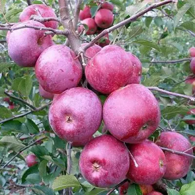 Яблоня ФЛОРИНА в Светлогорске