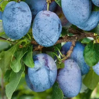 Слива ОДА в Светлогорске