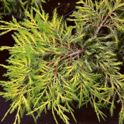 Можжевельник КИНГ ОФ СПРИНГ средний в Светлогорске