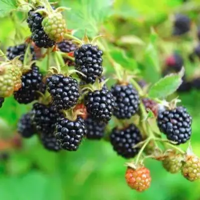 Ежевика АПАЧИ бесшипная  в Светлогорске