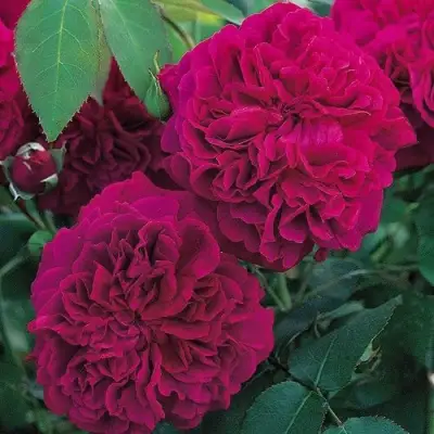 Роза ВИЛЬЯМ ШЕКСПИР английская в Светлогорске