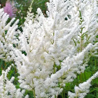 Астильба ДИАМАНТ Арендса в Светлогорске