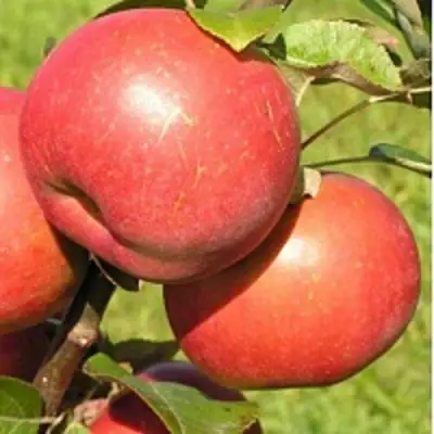 Яблоня РЕДКРАФТ в Светлогорске