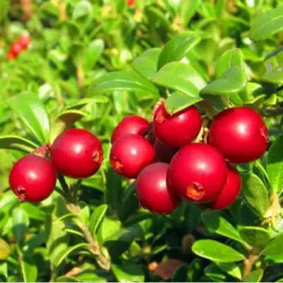 Брусника садовая РЕД ПЕРЛ в Светлогорске