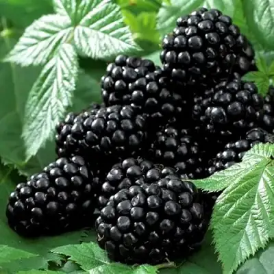 Ежевика БЛЭК БЬЮТИ в Светлогорске