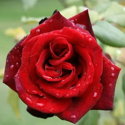 Роза ТАБУ чайно-гибридная в Светлогорске