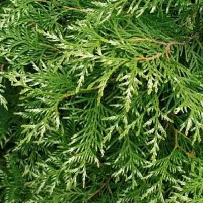 Туя СМАРАГД ВАРИЕГАТА западная в Светлогорске