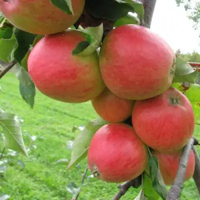 Яблоня ПИККОЛО в Светлогорске