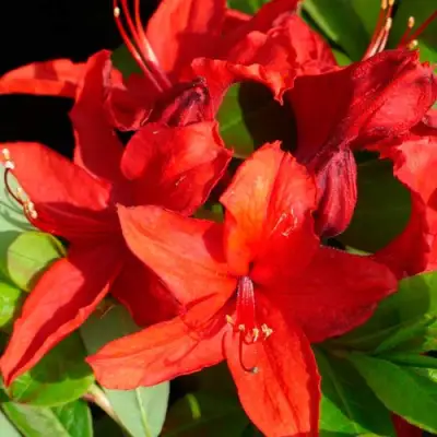 Азалия НАБУКО листопадная в Светлогорске