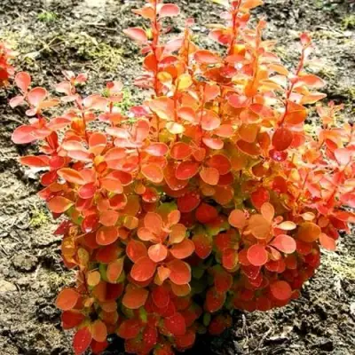 Барбарис ОРАНЖ ФАЙЕР тунберга в Светлогорске