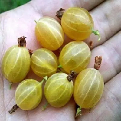 Крыжовник ЯРОВОЙ в Светлогорске