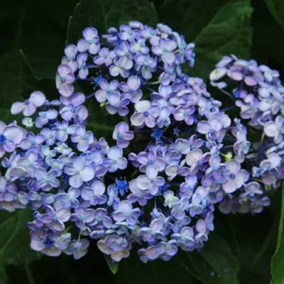 Гортензия АИША крупнолистная  в Светлогорске