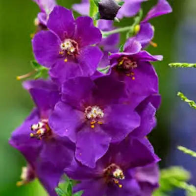 Коровяк ВИОЛЕТТА (вербаскум) в Светлогорске