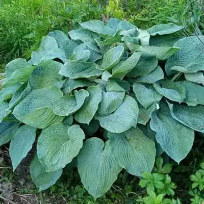 Хоста ЭЛЕГАНС Зибольда в Светлогорске