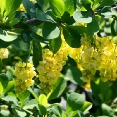 Барбарис ИНДИАН САММЕР  в Светлогорске