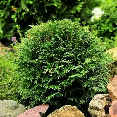 Туя ДАНИКА западная в Светлогорске