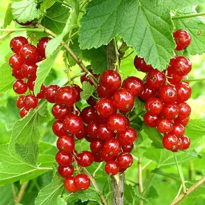 Смородина красная ФЕРТОДИ в Светлогорске