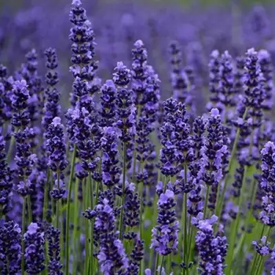 Лаванда МАНСТЕД узколистная в Светлогорске