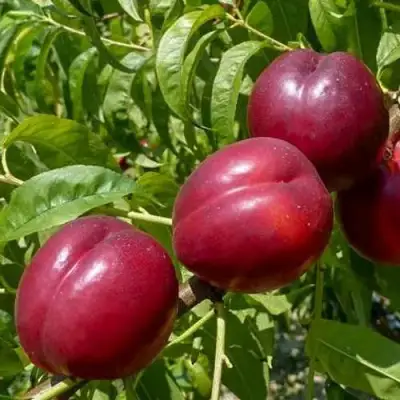 Нектарин БИГ-ТОП в Светлогорске