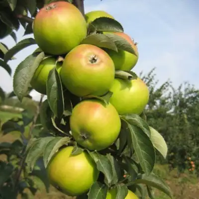 Яблоня ЛУКОМОР колонновидная в Светлогорске