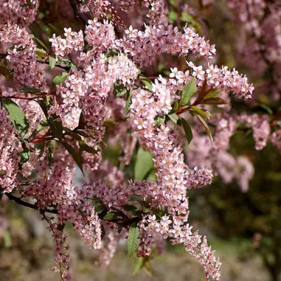 Черемуха НЕЖНОСТЬ в Светлогорске