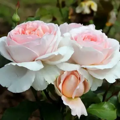 Роза АНДРЕ ЛЕ НОТР чайно-гибридная в Светлогорске