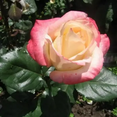 Роза БЕЛА ПЕРЛА чайно-гибридная в Светлогорске