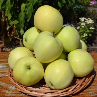 Яблоня ПАПИРОВКА в Светлогорске