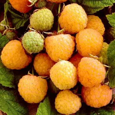 Малина ЗОЛОТЫЕ КУПОЛА в Светлогорске