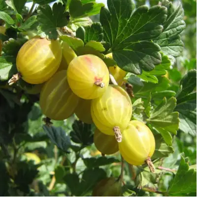 Крыжовник БЕРИЛЛ в Светлогорске