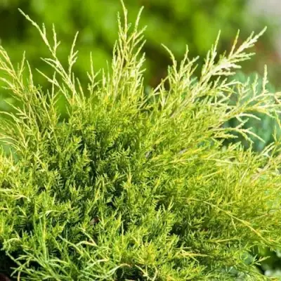 Можжевельник ОЛД ГОЛД средний в Светлогорске