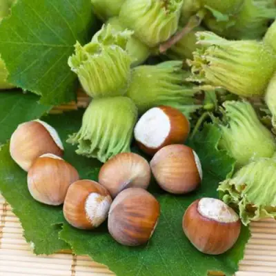 Фундук КРЕПКИЙ ОРЕШЕК в Светлогорске