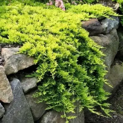 Можжевельник ГОЛДЕН КАРПЕТ горизонтальный  в Светлогорске