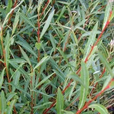 Ива НАНА пурпурная в Светлогорске