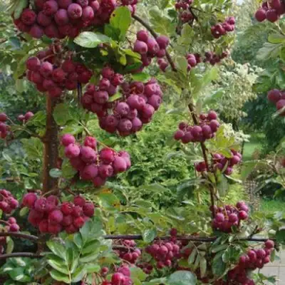 Рябина ДЕСЕРТНАЯ МИЧУРИНА сладкоплодная в Светлогорске